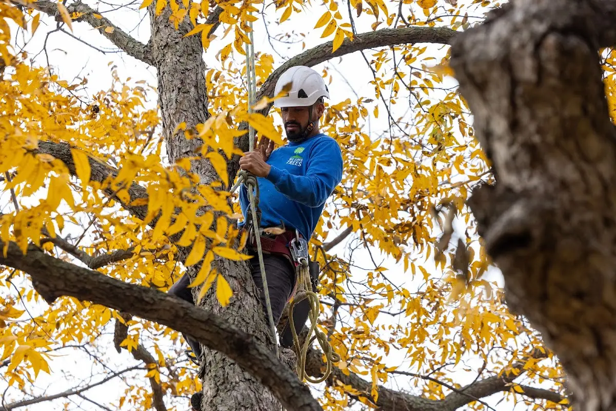 Skilled Storm Damage Cleanup crew working in Rea
